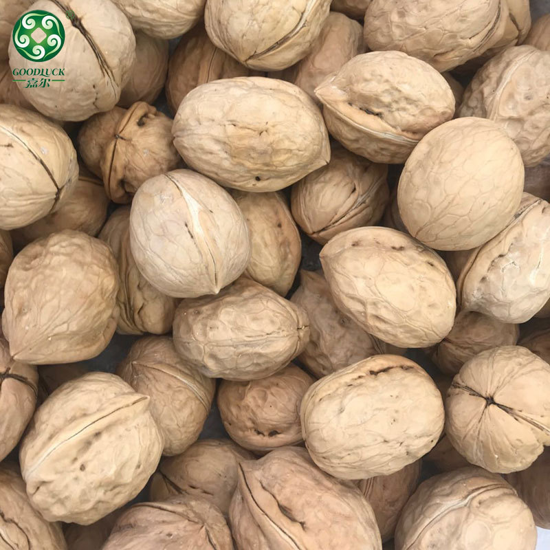 customized packs Walnuts In Shell,Washed Walnuts In Shell,Unwashed Walnuts In Shell,Xinjiang Walnuts In Shell,Walnuts In Shell Wholesale,Walnuts In Shell china supplier