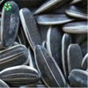 Black sunflower seeds wholesale | Organic Black Big Sunflower Seeds For Snacking And Oil
