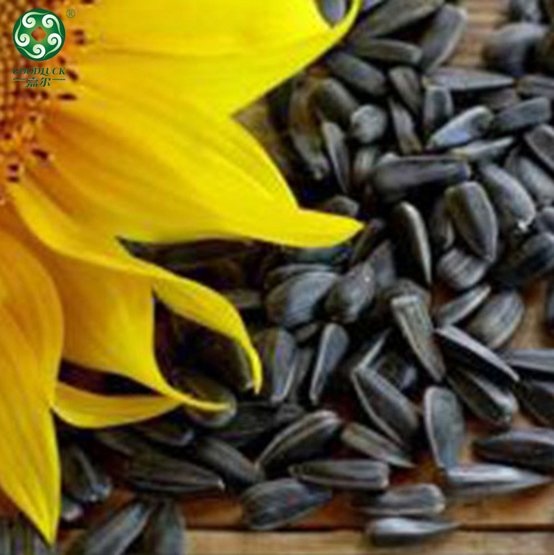 Black sunflower seeds in shell,Black sunflower seeds customized pack,Black sunflower seeds wholesale,sunflower seeds With Rich Oil