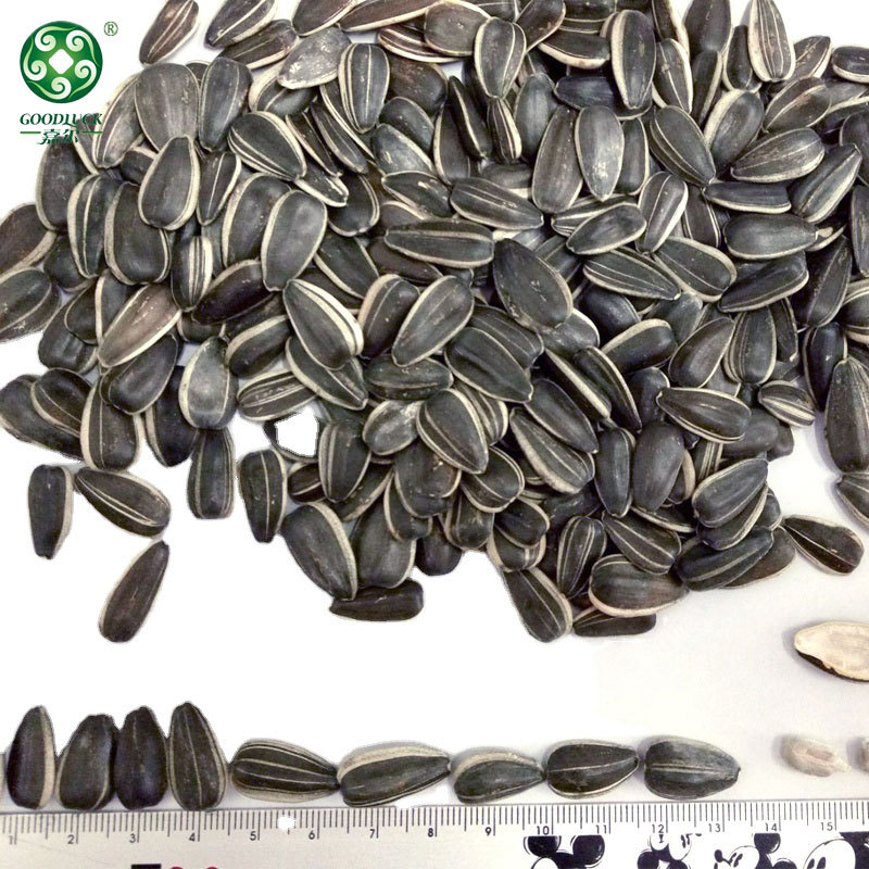 Black sunflower seeds in shell,Black sunflower seeds customized pack,Black sunflower seeds wholesale,sunflower seeds With Rich Oil