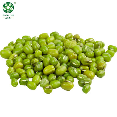 Zielona fasola mung Wysokiej jakości niezmodyfikowana genetycznie duża eksportowa fasola Vigna