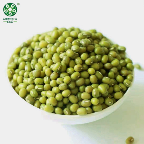 Green Mung Beans High Quality Non-Gmo Large Export Vigna Beans