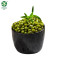 Export green mung bean | Wholesale Green Mung Beans High Quality Non-Gmo Large Export Vigna Beans