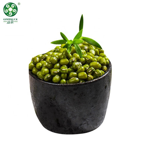 Green Mung Beans High Quality Non-Gmo Large Export Vigna Beans