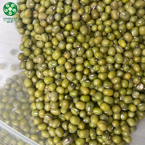 Green Mung Beans High Quality Non-Gmo Large Export Vigna Beans