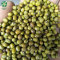 China Manufacture Wholesale Green Mung Beans High Quality Non-Gmo Large Export Vigna Beans