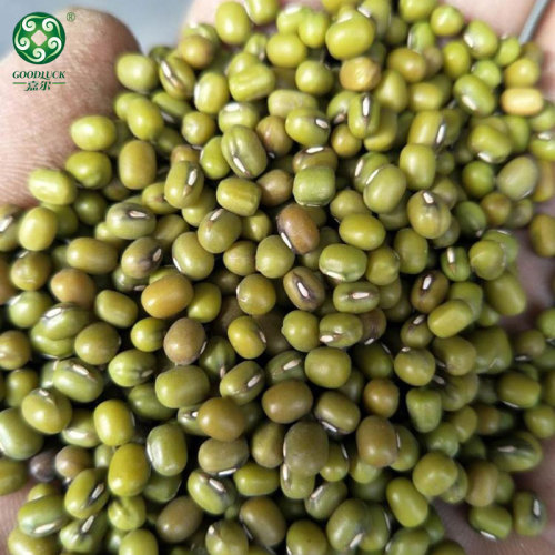 Green Mung Beans High Quality Non-Gmo Large Export Vigna Beans