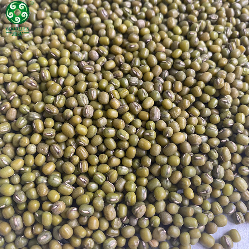 Non GMO Mung Bean wholesale,Non GMO Mung Bean supplier,without additive Mung Bean,Export green mung bean