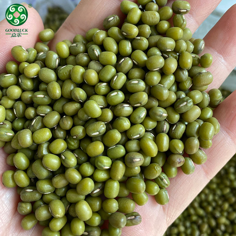 Non GMO Mung Bean wholesale,Non GMO Mung Bean supplier,without additive Mung Bean,Export green mung bean