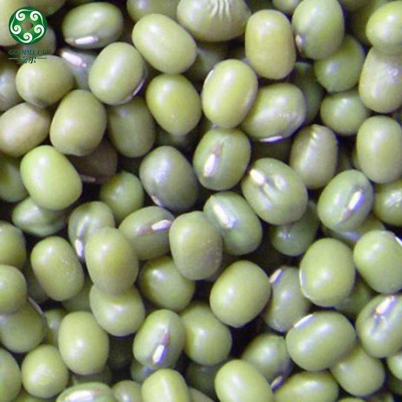 Non GMO Mung Bean wholesale,Non GMO Mung Bean supplier,without additive Mung Bean,Export green mung bean