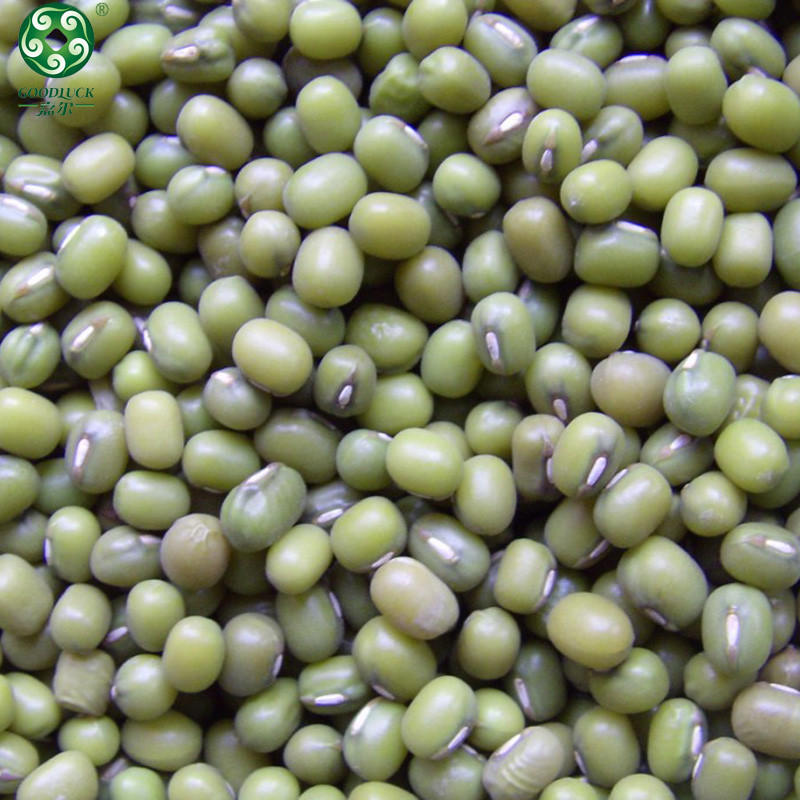 Non GMO Mung Bean wholesale,Non GMO Mung Bean supplier,without additive Mung Bean,Export green mung bean