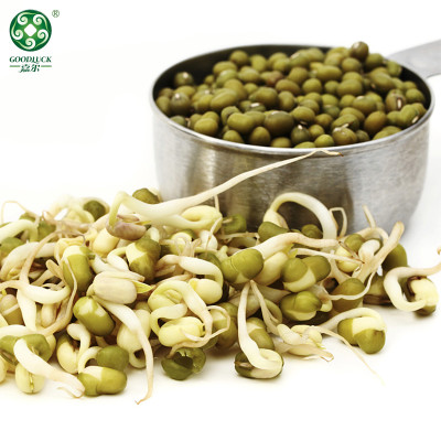 Białko dostarczane fabrycznie w hurtowej zielonej fasoli mung do kiełkowania