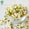 Factory Supply Protein In Wholesale Green Mung Beans For Sprouting