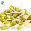 Factory Supply Protein In Wholesale Green Mung Beans For Sprouting