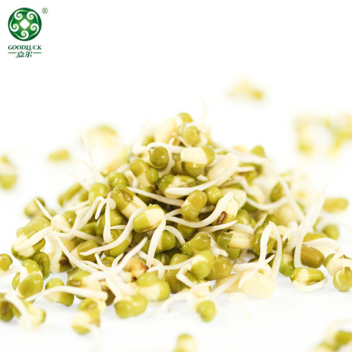 Factory Supply Protein In Wholesale Green Mung Beans For Sprouting