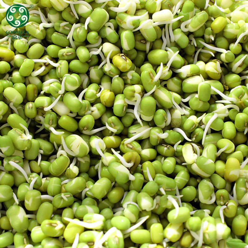 Green mung beans for sprouting wholesale,Germinated mung bean wholesale,customized packs mung beans