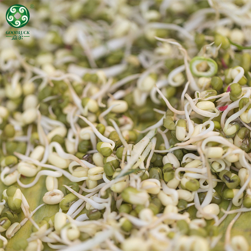 Green mung beans for sprouting wholesale,Germinated mung bean wholesale,customized packs mung beans