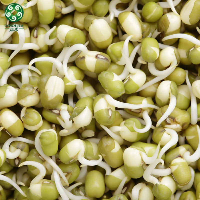 Green mung beans for sprouting wholesale,Germinated mung bean wholesale,customized packs mung beans