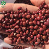 China Manufacture GOODLUCK Quality Red Adzuki Beans At Wholesale Price Are New Crop