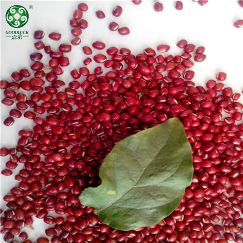 Quality Red Adzuki Beans At Wholesale Price Are New Crop