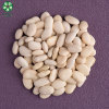 Wholesale White Kidney Beans Of Xinjiang GOODLUCK At Low Price