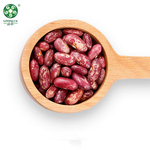 China Supply Long Shape Purple Speckled Kidney Beans At Wholesale Price For Sale