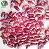 Long Shape Purple Speckled Kidney Beans At Wholesale Price