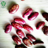 Long Shape Purple Speckled Kidney Beans At Wholesale Price