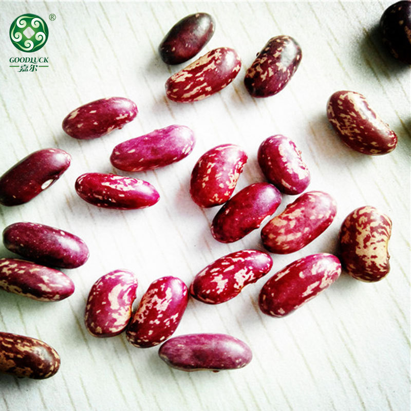 Long Shape Purple Speckled Kidney Beans,China Long Shape Purple Speckled Kidney Beans factory