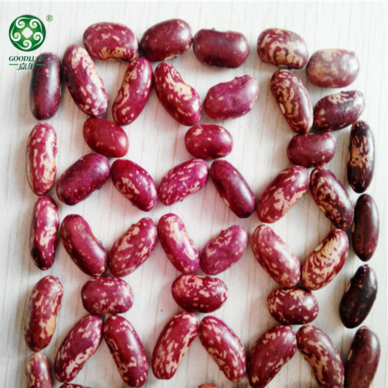 Long Shape Purple Speckled Kidney Beans,China Long Shape Purple Speckled Kidney Beans factory