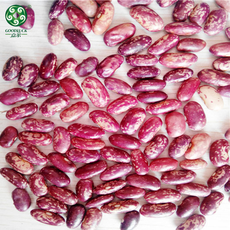 Long Shape Purple Speckled Kidney Beans,China Long Shape Purple Speckled Kidney Beans factory