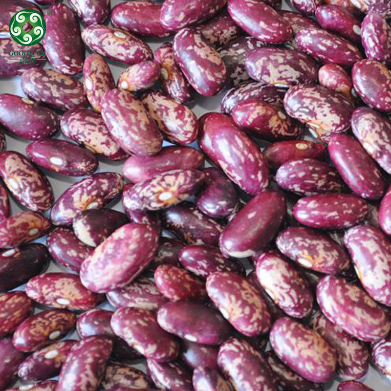 Long Shape Purple Speckled Kidney Beans,China Long Shape Purple Speckled Kidney Beans factory