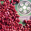 Wholesale 2021 New Crop Chinese Red Speckled Kidney Beans RSKB