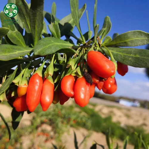 حار بيع الطبيعية Goji Wolfberry المقدمة من قبل الشركة المصنعة المهنية