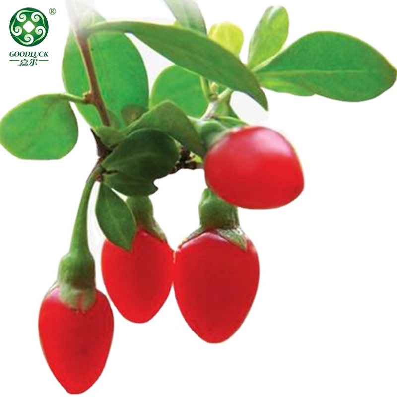 wolf berry Customized packaging,Ningxia Gouqi Wholesale,wolf berry Private Label Packing,Chinese wolf berry factory supplier