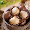 Factory Bulk Fresh  Vacuum Carton Natural Creamy Tasty Macadamia Nuts