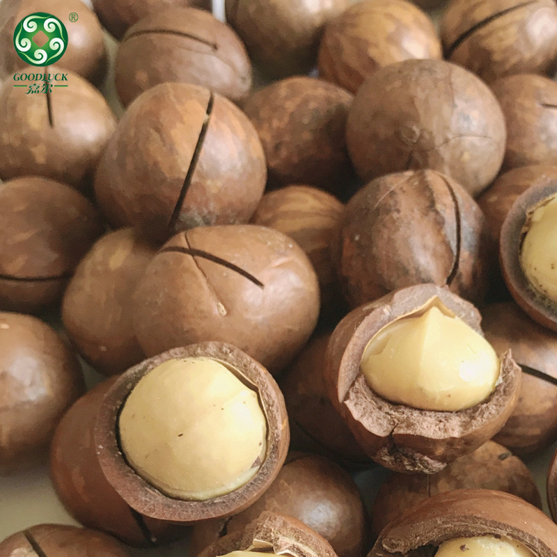 Natural Creamy Tasty Macadamia Nuts,Macadamia Nuts Vacuum Carton,Macadamia Nuts customized package,Factory Bulk Fresh Macadamia Nuts,Macadamia Nuts China supplier