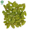 Dried Green Raisins | Wholesale Price Quality Raisins For Snacking With Customized Packs