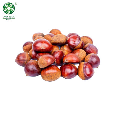 Wholesale Chestnuts In Shell With Large Kernel Rate Have Customized Service