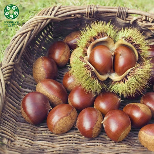 Chestnuts In Shell With Large Kernel Rate Have Customized Service