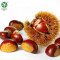 Wholesale Chestnuts In Shell With Large Kernel Rate Have Customized Service