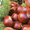 Chestnuts In Shell With Large Kernel Rate Have Customized Service