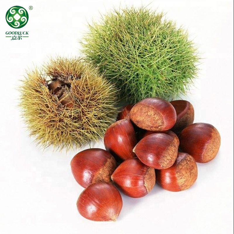 Wholesale chestnuts,Wholesale Chestnuts In Shell,Chines chestnuts Factory