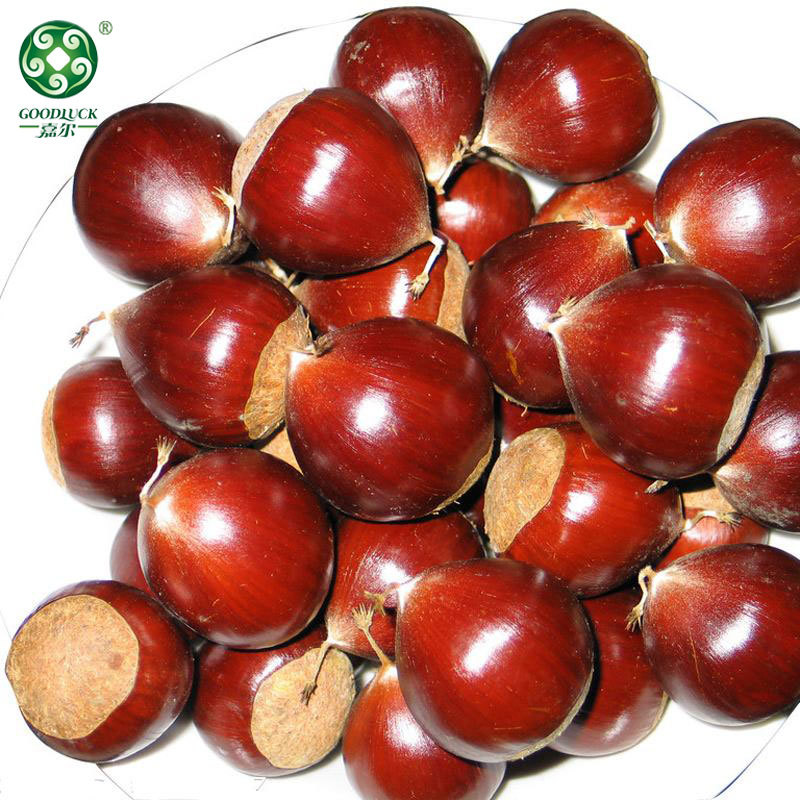 Wholesale chestnuts,Wholesale Chestnuts In Shell,Chines chestnuts Factory