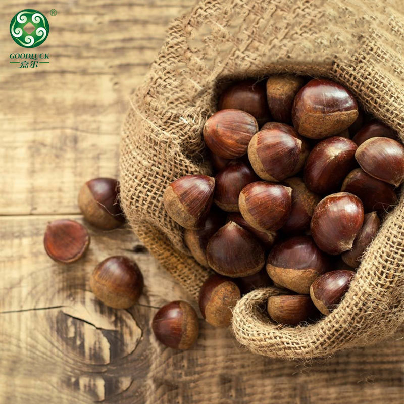 Wholesale chestnuts,Wholesale Chestnuts In Shell,Chines chestnuts Factory