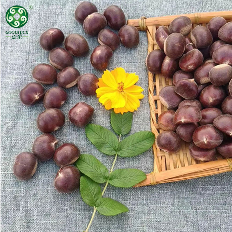 Wholesale chestnuts,Wholesale Chestnuts In Shell,Chines chestnuts Factory