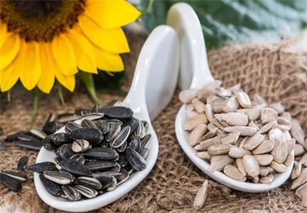 What Are the Significant Effects of Sunflower Seeds?