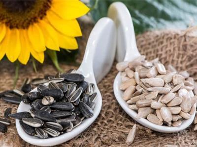 Quels sont les effets importants des graines de tournesol ?