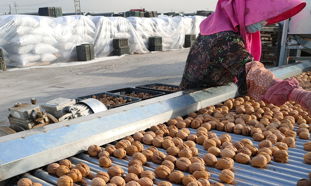 New crop walnuts of GOODLUCK will coming,how many steps we produce walnuts?