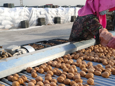 De nouvelles noix de récolte de GOODLUCK arriveront, en combien d'étapes produisons-nous des noix ?